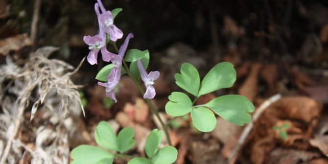 Küre Dağlarında Yeni Bir Endemik Bitki Türü Daha