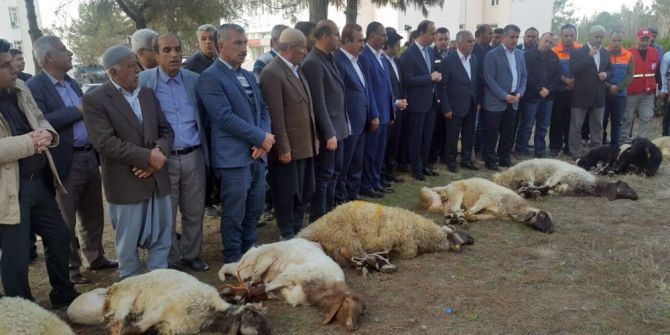 Deprem Bölgesinde Kurbanlar Kesildi