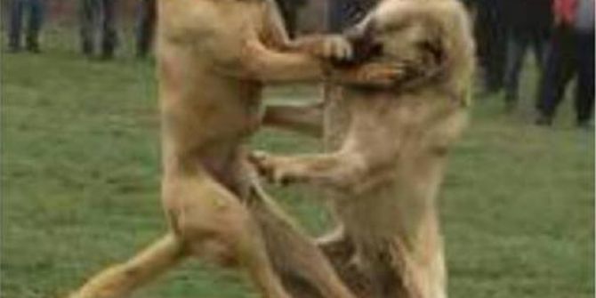 Köpek Dövüştüren Ve Kulağını Keserek Eziyet Eden Şahsa 12 Bin 613 Tl Ceza