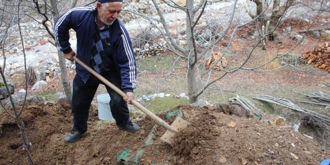 Sason’da Şalgam Toprak Altında Çıkarılmaya Başlandı