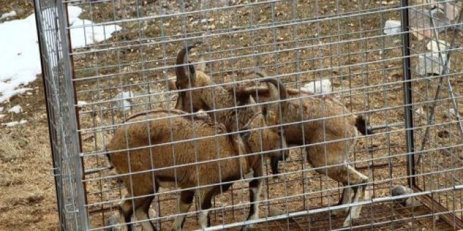Erzurum’da Gps Takılan Yaban Keçileri Doğaya Salındı