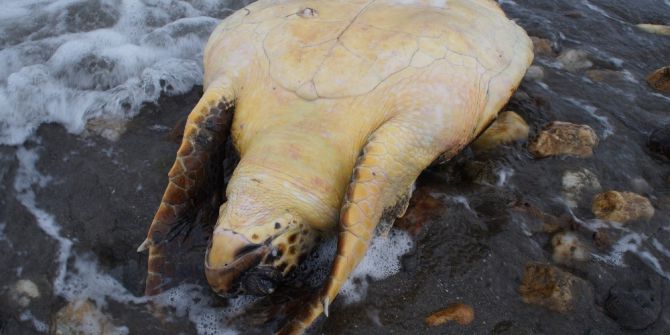 Çardak Kum Adasında Ölü Caretta Caretta Bulundu