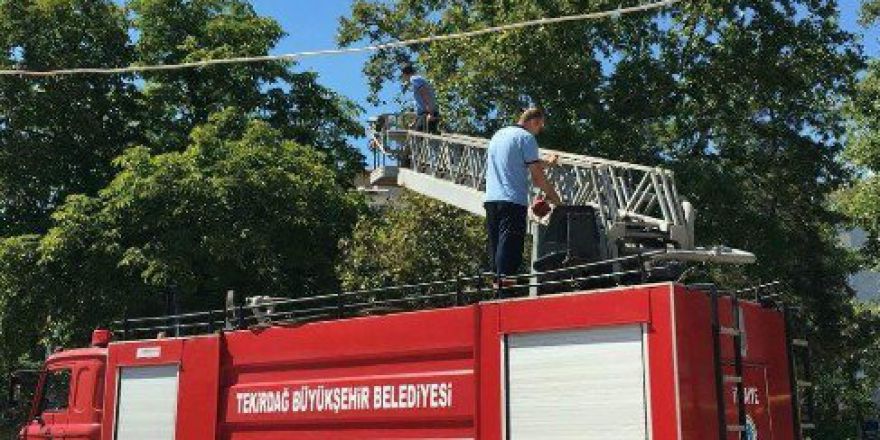 Ağaçta Mahsur Kalan Kargayı İtfaiye Kurtardı