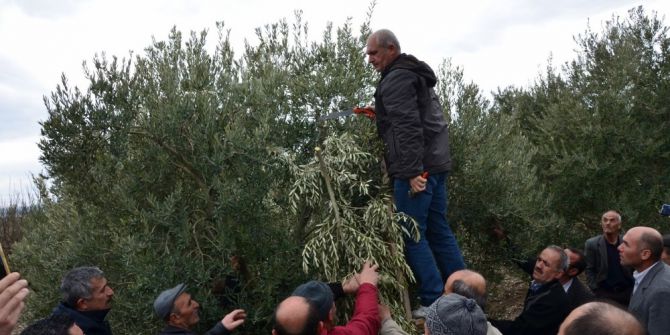 Zeytin Üreticisine Yerinde Uygulamalı Eğitim