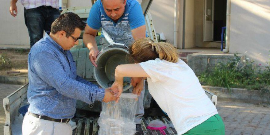 Göletlere 72 Bin Yavru Sazan Balığı Bırakıldı