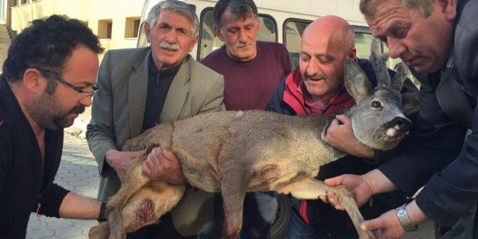 Şavşat Halkı Yaralı Karaca İçin Seferber Oldu