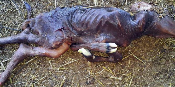 İnek Doğum Yaptı, Görenler Gözlerine İnanamadı