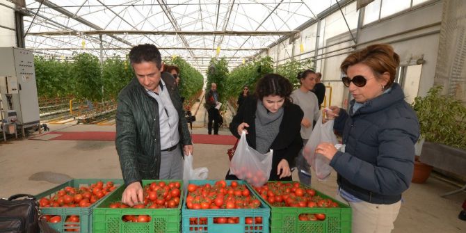 Mamak Çöplüğünün Seralarında Hormonsuz Domates, Biber, Salatalık Yetişiyor