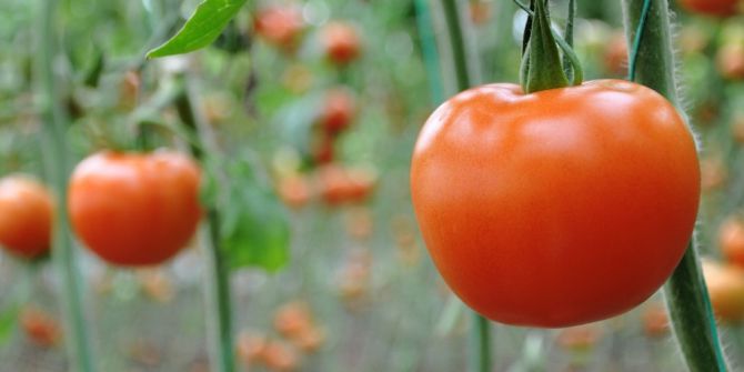 Domates Üreticisi Rusya’ya İhracat Yasağının Kalkmasını Bekliyor