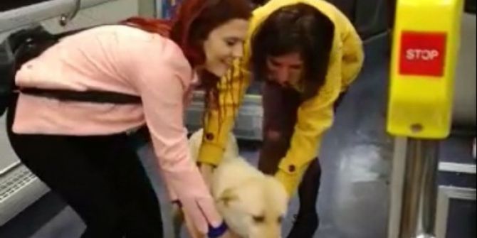 Yağmurdan Kaçan Sokak Köpeği Belediye Otobüsüne Sığındı
