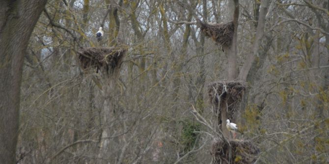 "Leylek Ormanı"nın Konukları Gelmeye Başladı