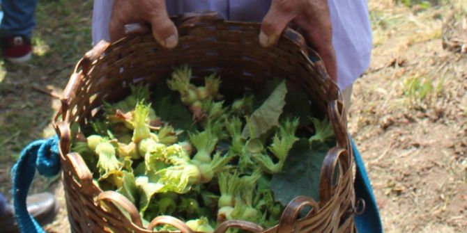 İç Piyasaya 6 Ayda 321 Bin Ton Fındık İndi