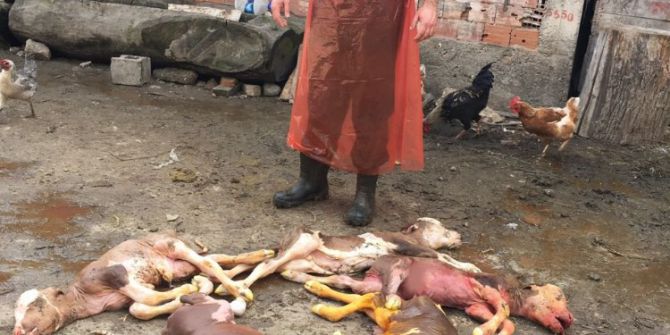 Kastamonu’da Beşiz Buzağılar Ölü Doğdu