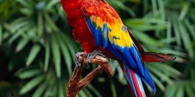 Ev Ve Süs Hayvanları Satıcıları Eğitim Alacak