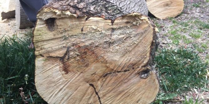 Turunçgil Uzun Antenli Böcekle Mücadele Sürüyor