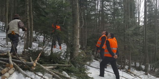 Ormanda Sıklık Bakımı Ve Işık Boşaltma Kesimi