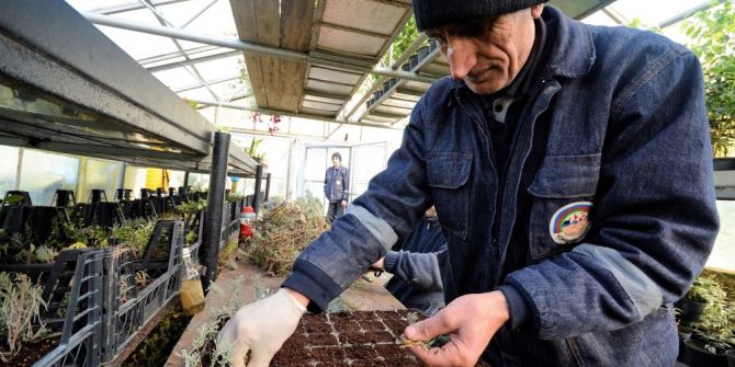 Körfez’e 250 Bin Adet Çiçek Dikilecek