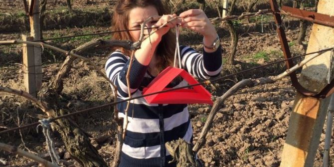 Salkım Güvesiyle Mücadele Başladı