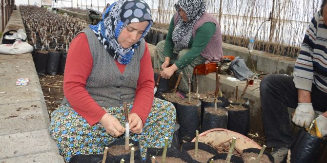 Niksar’da Ceviz Aşılama Çalışmaları Başladı