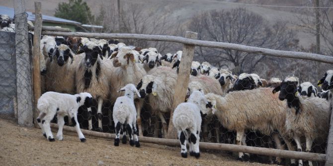 Koyun Ve Kuzuların Duygusal Buluşması