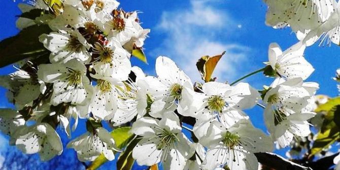 Türkiye’nin Kiraz Bahçesi Japonları Bekliyor