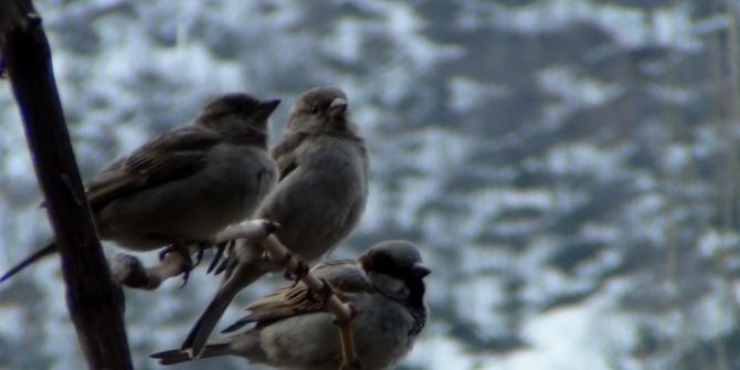 Serçeler Bahar İle Birlikte Kuluçka Dönemine Girdi