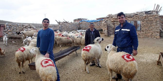 Koyunlarının Sırtına Türk Bayrağı Çizdi