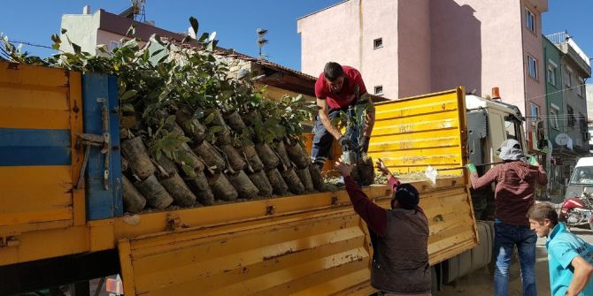 Manisa Büyükşehir’den Üreticiye Fidan Desteği