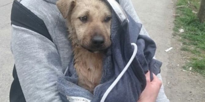 Dereye Düşen Köpek Vatandaşların Yarımı İle Kurtuldu