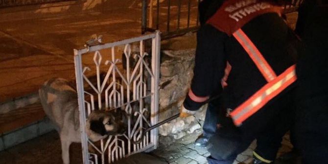 Kafası Demir Parmaklıklara Sıkışan Köpeği İtfaiye Kurtardı