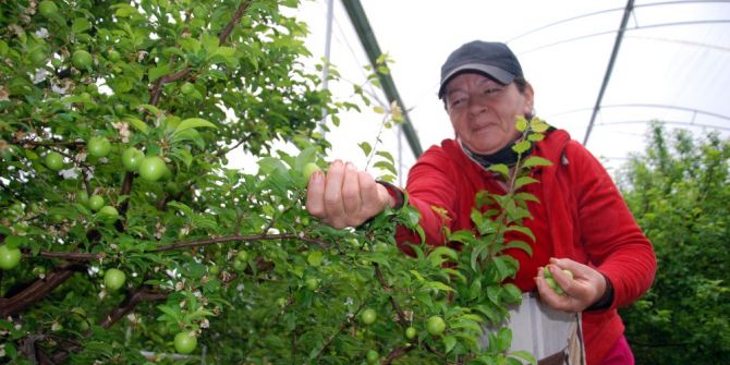 Yılın İlk Eriği Rusya İçin Hasat Edildi