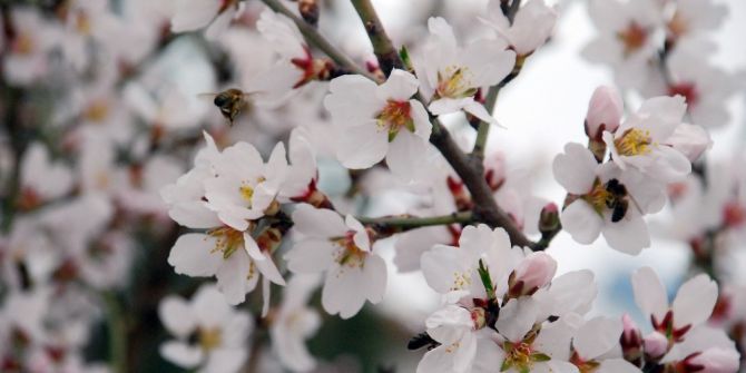 Tokat’ta Badem Ağaçları Çiçek Açtı