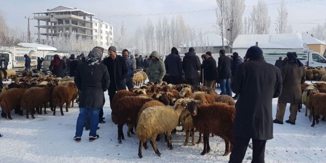 Patnos Ziraat Odası Başkanı Hakverdi, Hayvan Pazarında İncelemede Bulundu