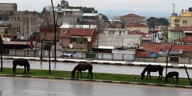 Başıboş Bırakılan Atlar Tehlikeye Davetiye Çıkardı