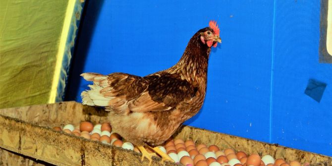 Bir Yumurta Alamazken, 10 Bin Yumurtayı Ücretsiz Dağıttı