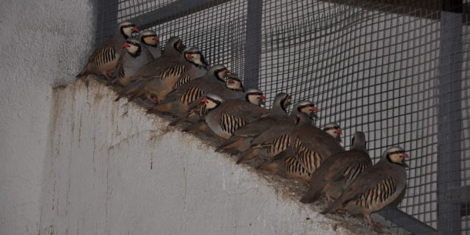 Yozgat’ta 11 Bin Kınalı Keklik Doğaya Bırakılacak