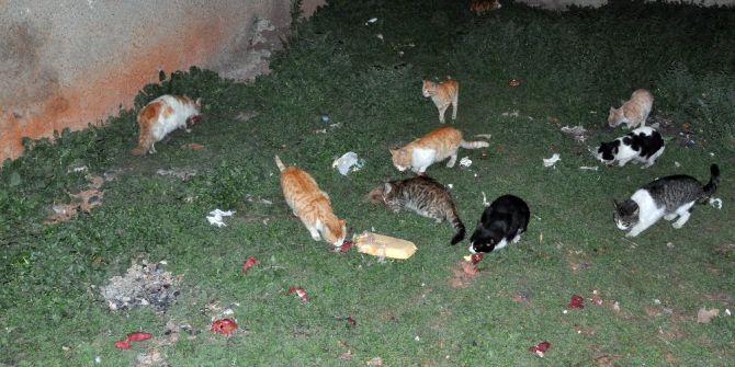 Öğrenciler Kumbarada Biriktirdikleri Parayla Yiyecek Alıp Sokak Hayvanlarını Besledi