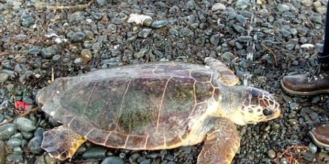 Karaya Vuran Caretta’ya Yardım Eli Çevrecilerden Geldi