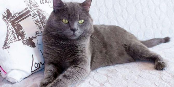 Firari Kediyi Bulana Ödül Var