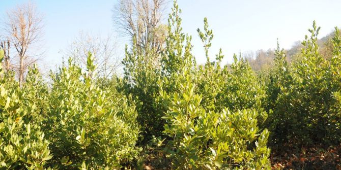 Defne Yaprağından 1.5 Milyonluk Gelir