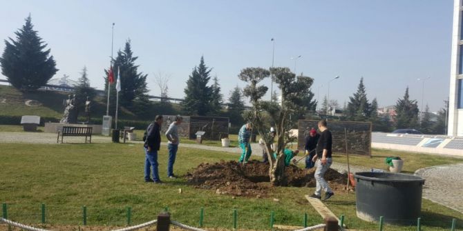 Kınalı Asker Parkına Asırlık Zeytin Ağacı Dikildi