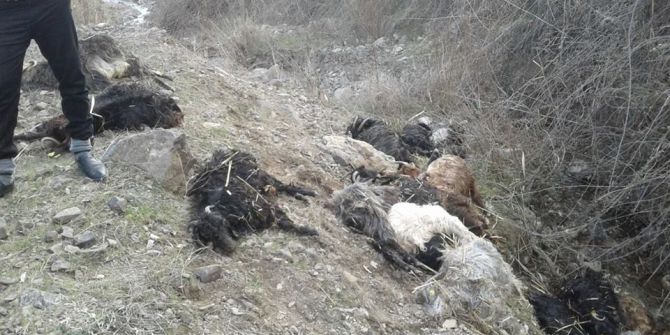 Kayalıklardan Atlayan 35 Keçi Telef Oldu