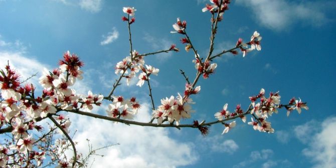 Araban Ovası’na Yalancı Bahar Geldi