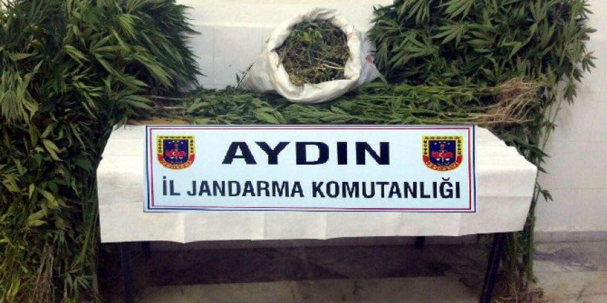 Aydın’da 12 Kilo Esrar Ve 483 Kök Kenevir Ele Geçirildi