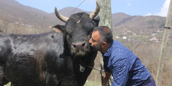 Boğasıyla Arasındaki Bağı Görenler Şaşkınlıklarını Gizleyemiyor