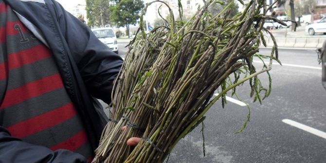 Aydın’da Tilkimen Otu Pazarda Yerini Aldı