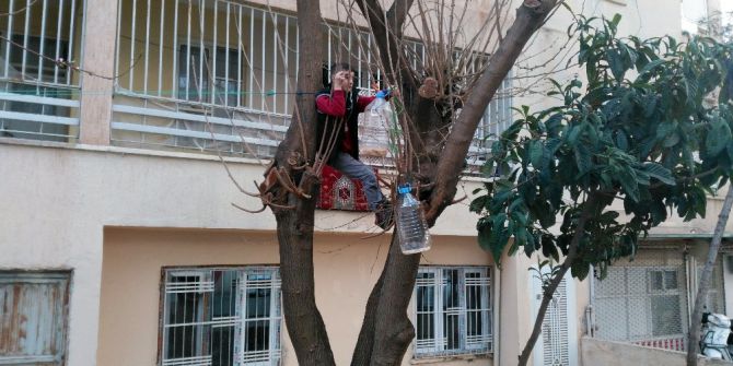 9 Yaşındaki Çocuk Apartmandan Topladığı Kuru Ekmeklerle Her Gün Kuşları Besliyor