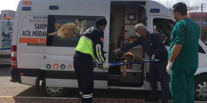 Antalya Büyükşehir’den Yaralı Hayvanlara Ambulansla Müdahale