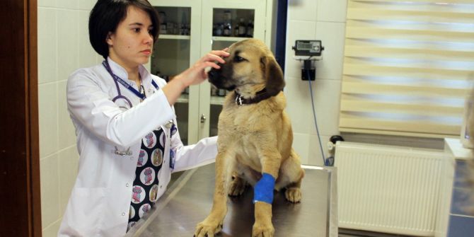 ’Kuyu Köpek’ Ölümü Bir Kez Daha Yendi