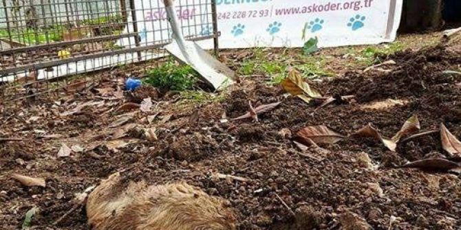 Hayvanseverleri Üzen Görüntü